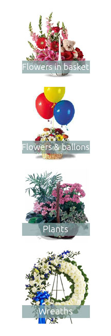 Santa Rosa Flower Shop 🏵️ Feb 2026